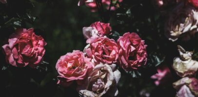 优雅精髓：阿曼大马士革玫瑰